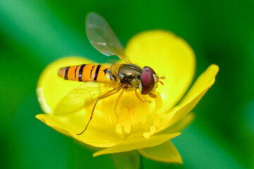 nature macro