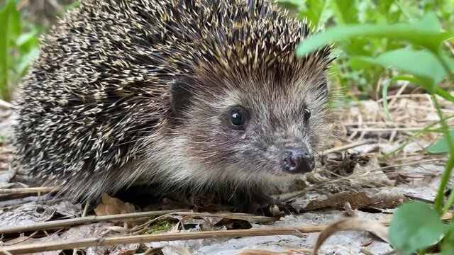 Little hedgehog in the forest