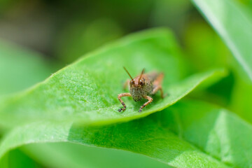nature macro