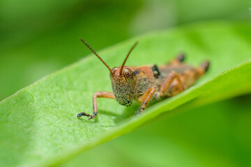 nature macro