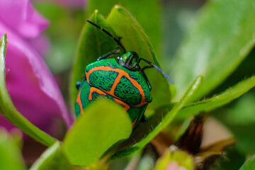 nature macro