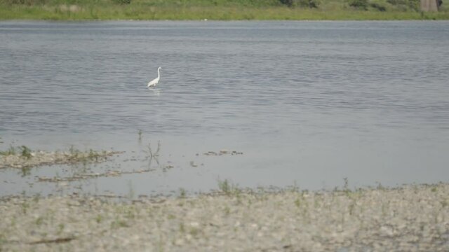 white heron kid frolicking, romping and frisking (2)
