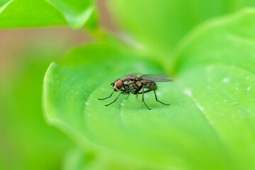 nature macro