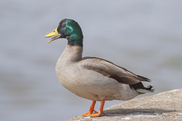 Portrait of a duck quacking