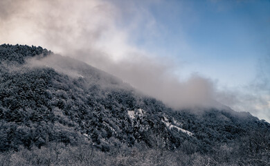 Montaña con rboles nevados con un bonito cielo azul y niebla