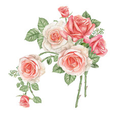 Watercolor dusty rose branch,pink blush rose flower,wedding arragement, bridal shower element,Vintage realistic botanical  rose