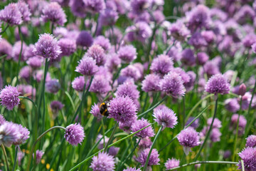 Blühender Schnittlauch