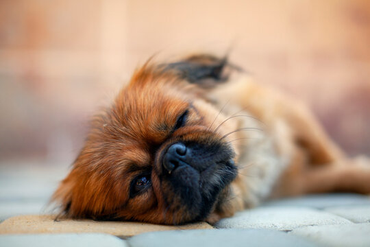 Pekingese pretends to sleep. One eye is open.