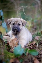 Chiot nature extérieur - husky 