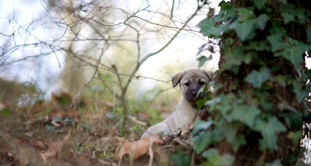 Chiot nature extérieur - husky 