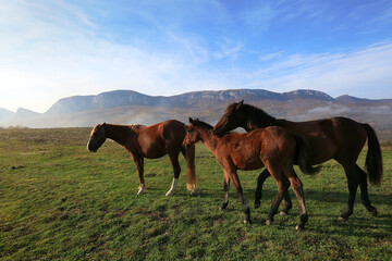 Horses graze freely on a sunny morning on a green meadow against a background of mountains and sky