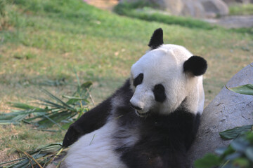 Giant panda bear eats bamboo leaves in a zoo in the Ocean park 18 Nov 2021 © Seaonweb