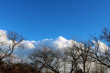 冬　落葉樹　空　風景