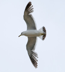 seagull