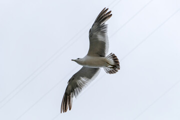 seagull