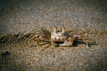 Sand bubbler crabs (or sand-bubblers) are crabs genera Scopimera and Dotilla in the family Dotillidae.
