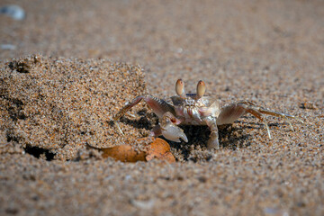 Sand bubbler crabs (or sand-bubblers) are crabs genera Scopimera and Dotilla in the family Dotillidae.
