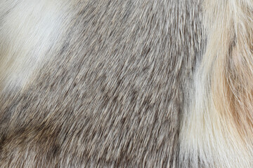 gray fur texture texture beautiful fur background
