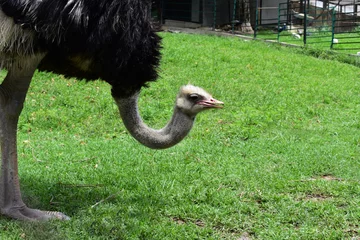 Fotobehang ostrich in the zoo © Arina