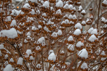 The snow lies on the branches of the shrub