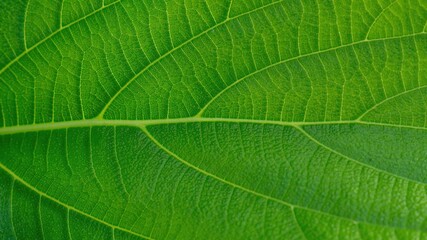 Close up leaf. Macro photography green foliage background
