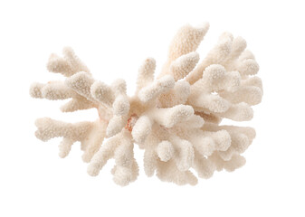 Beautiful exotic sea coral isolated on white, top view