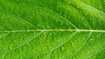 Close up leaf. Macro photography green foliage background