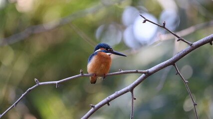 木の枝の上のカワセミの写真