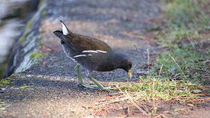 池から上がって草をついばむバンの写真