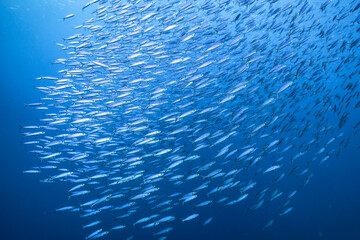 Seascape with School of Fish, Boga fish in the coral reef of the Caribbean Sea, Curacao
