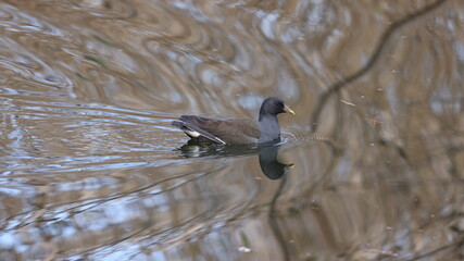 池の水面を泳ぐバンの写真