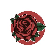 red rose on a white background