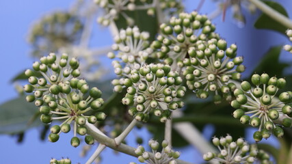 冬の季節の木の実の写真