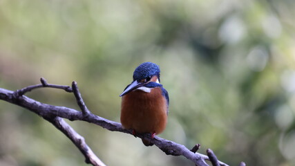 木の枝の上のカワセミの写真