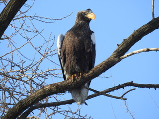 sea eagle on branch