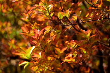 Red leaves in the early spring

