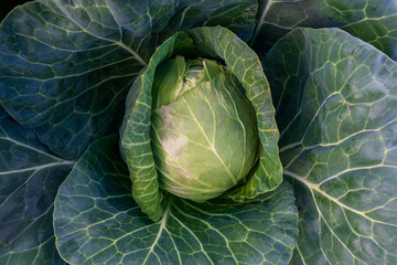 head of young green cabbage close-up.