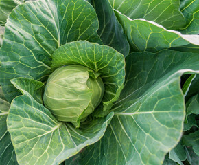 head of young green cabbage close-up.