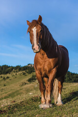 Beautiful brown horse in the mountains.
