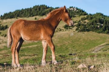 Fototapeta premium Young brown beautiful horse in the mountains.