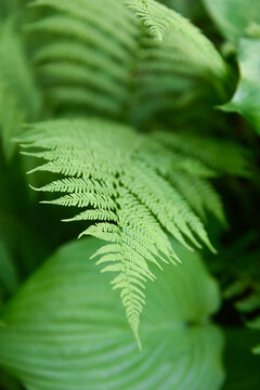 Close up on a fern foliage in daylight