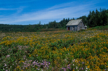 Fototapeta na wymiar réserve Ile de Bonaventure, Gaspésie, Quebec, Canada