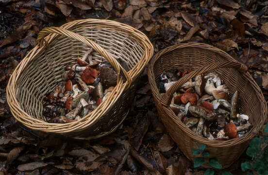 Panier de champignons, c&eacute;pe, bolet