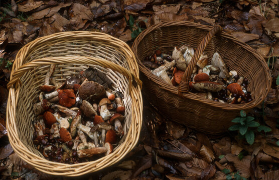 Panier de champignons, c&eacute;pe, bolet
