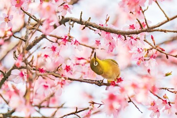 桜の花を覗き込む1羽のメジロ【Zosterops japonicus and Cherry blossom】