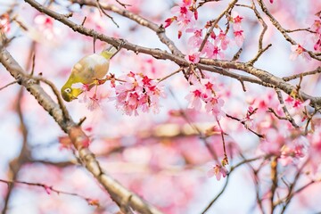 桜の花を覗き込む1羽のメジロ【Zosterops japonicus and Cherry blossom】