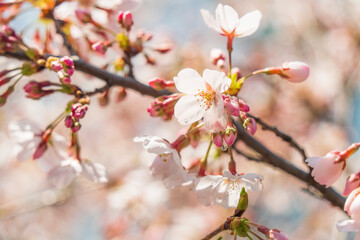 桜・ソメイヨシノの花【Japanese cherry】