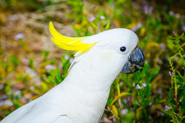 Close-up Adorable "sulphur-crested" cockatoo in the garden, eating some plants.