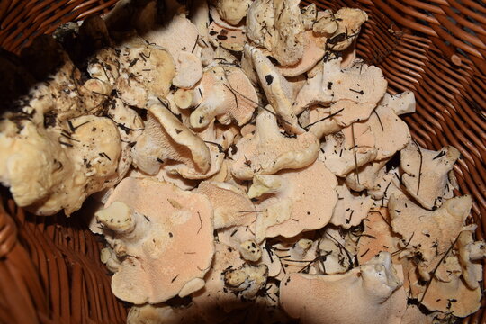 A basket full of hydnum repandum mushrooms, commonly known as the sweet tooth, wood hedgehog or hedgehog mushroom