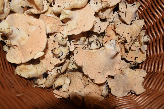 Hydnum repandum, commonly known as the sweet tooth, wood hedgehog or hedgehog mushroom
